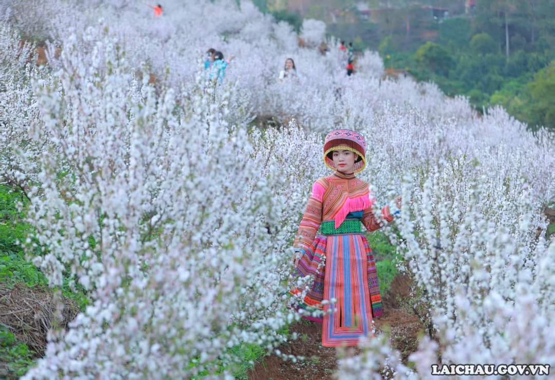 Mê mẩn với vườn Nhất chi mai trắng như tuyết lần đầu tiên có ở Lai Châu
